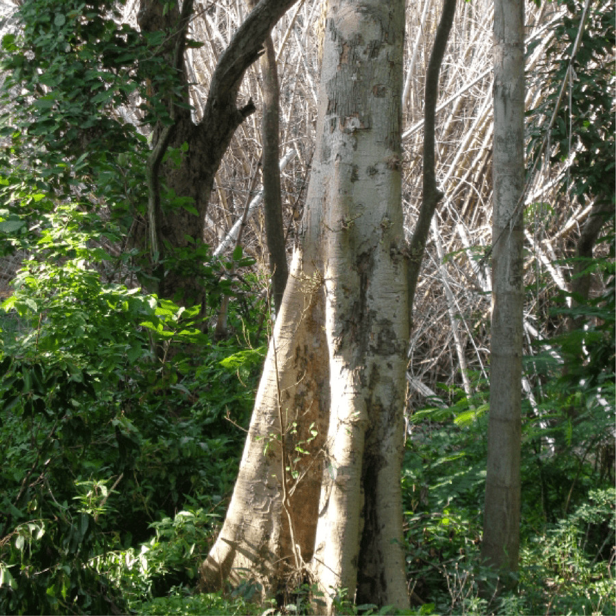 Gurjan Trees From Where The Gurjan Plywood Is Made